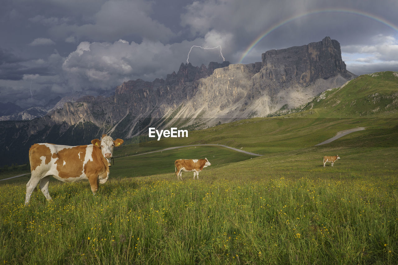 Cows on field against sky