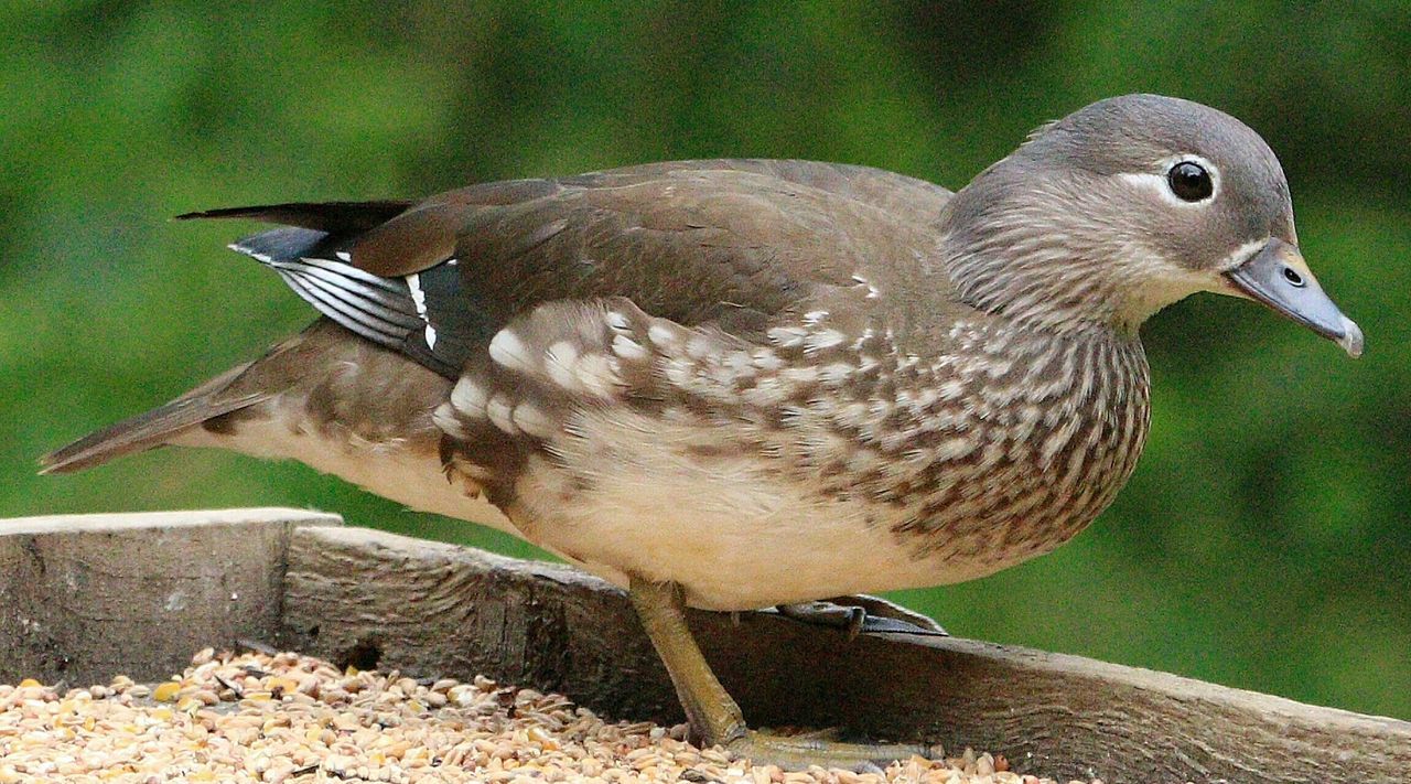 SIDE VIEW OF BIRD PERCHING ON WOOD