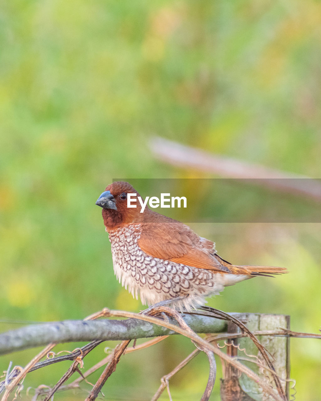 CLOSE-UP OF A BIRD PERCHING ON TREE