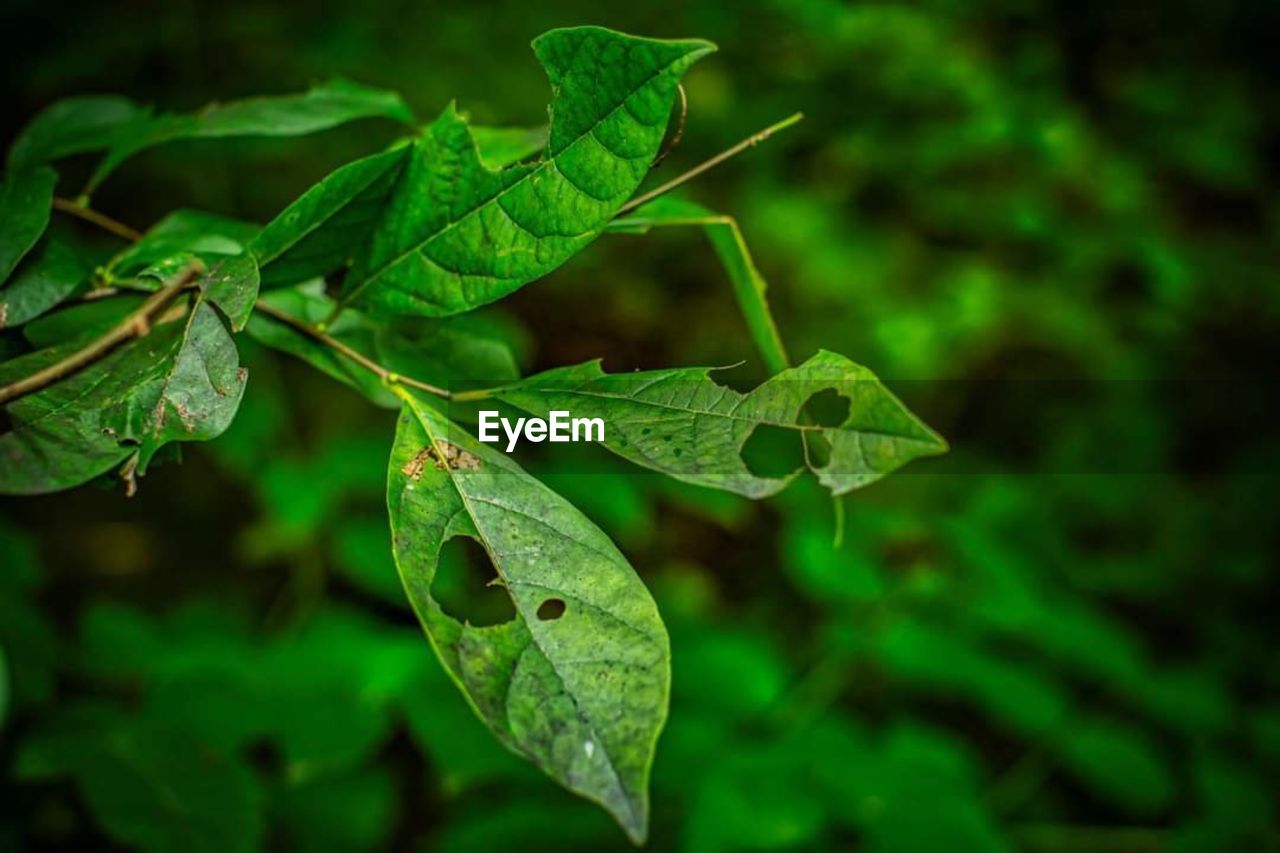 CLOSE-UP OF LEAVES ON PLANT