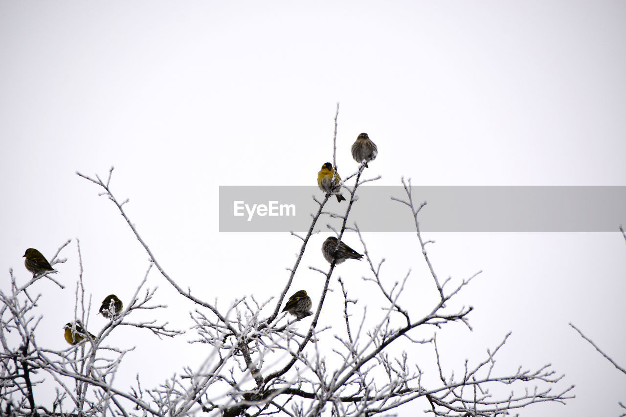 LOW ANGLE VIEW OF BIRD PERCHING ON A TREE