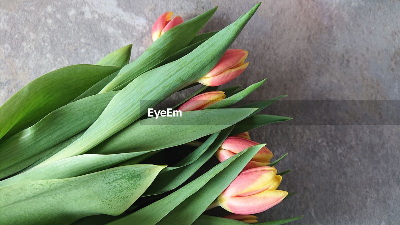 HIGH ANGLE VIEW OF TULIP FLOWER