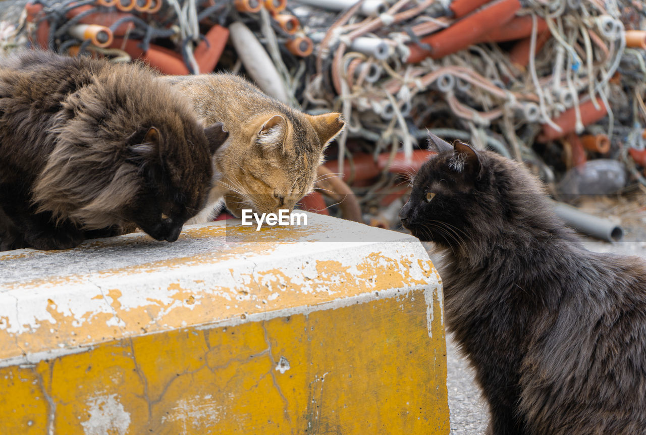 Close-up of a cats