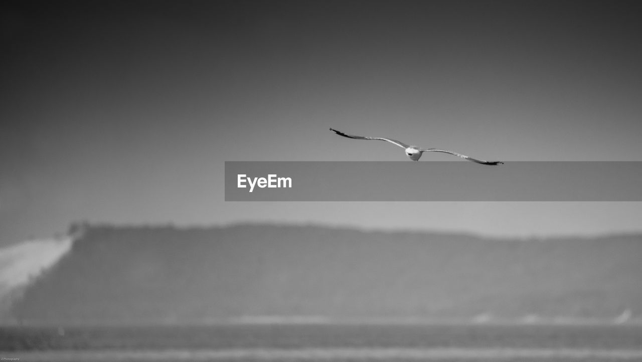 SEAGULLS FLYING OVER THE SEA