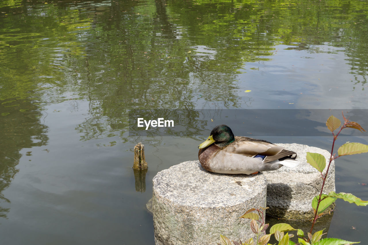 BIRD PERCHING ON LAKE