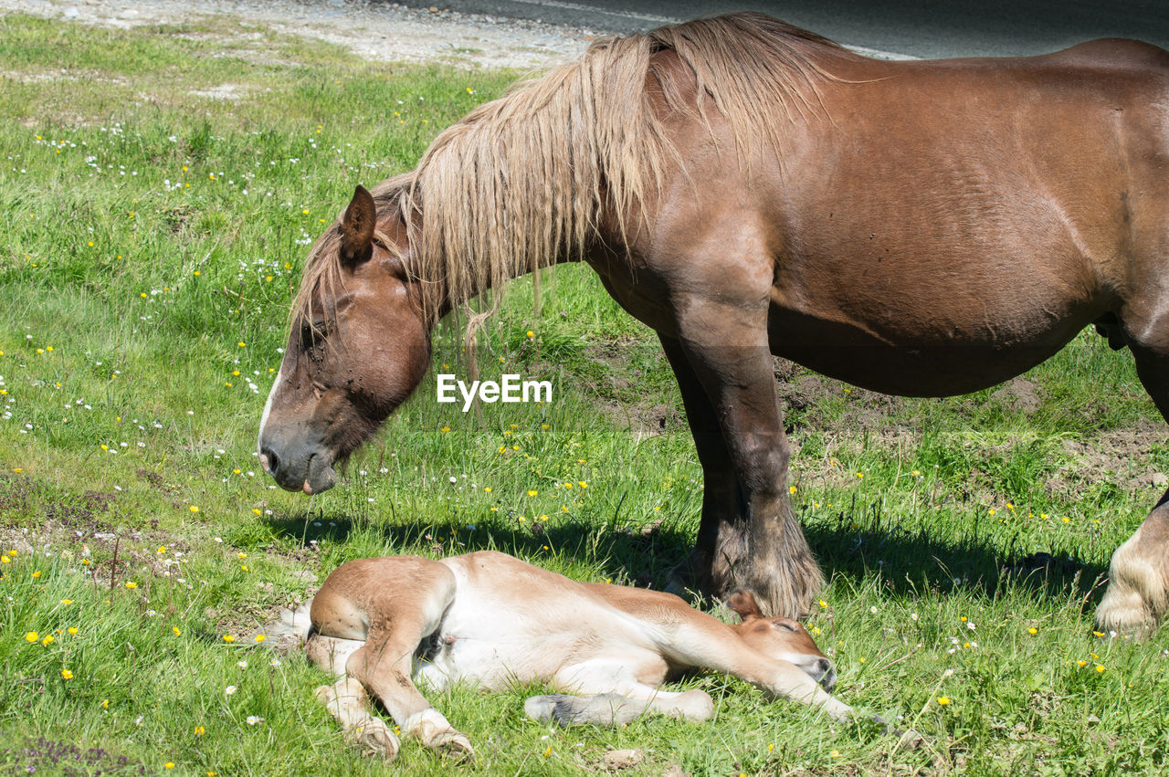 HORSES IN THE FIELD