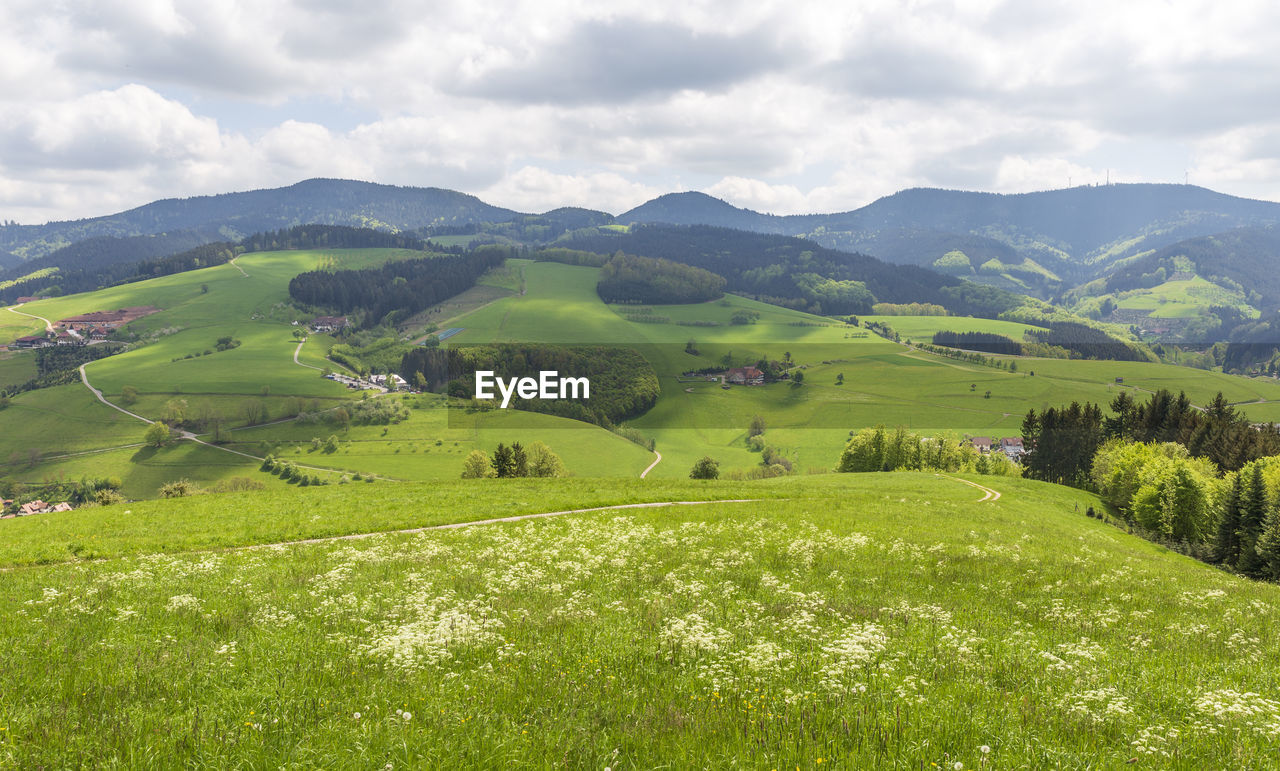 scenic view of agricultural landscape against sky