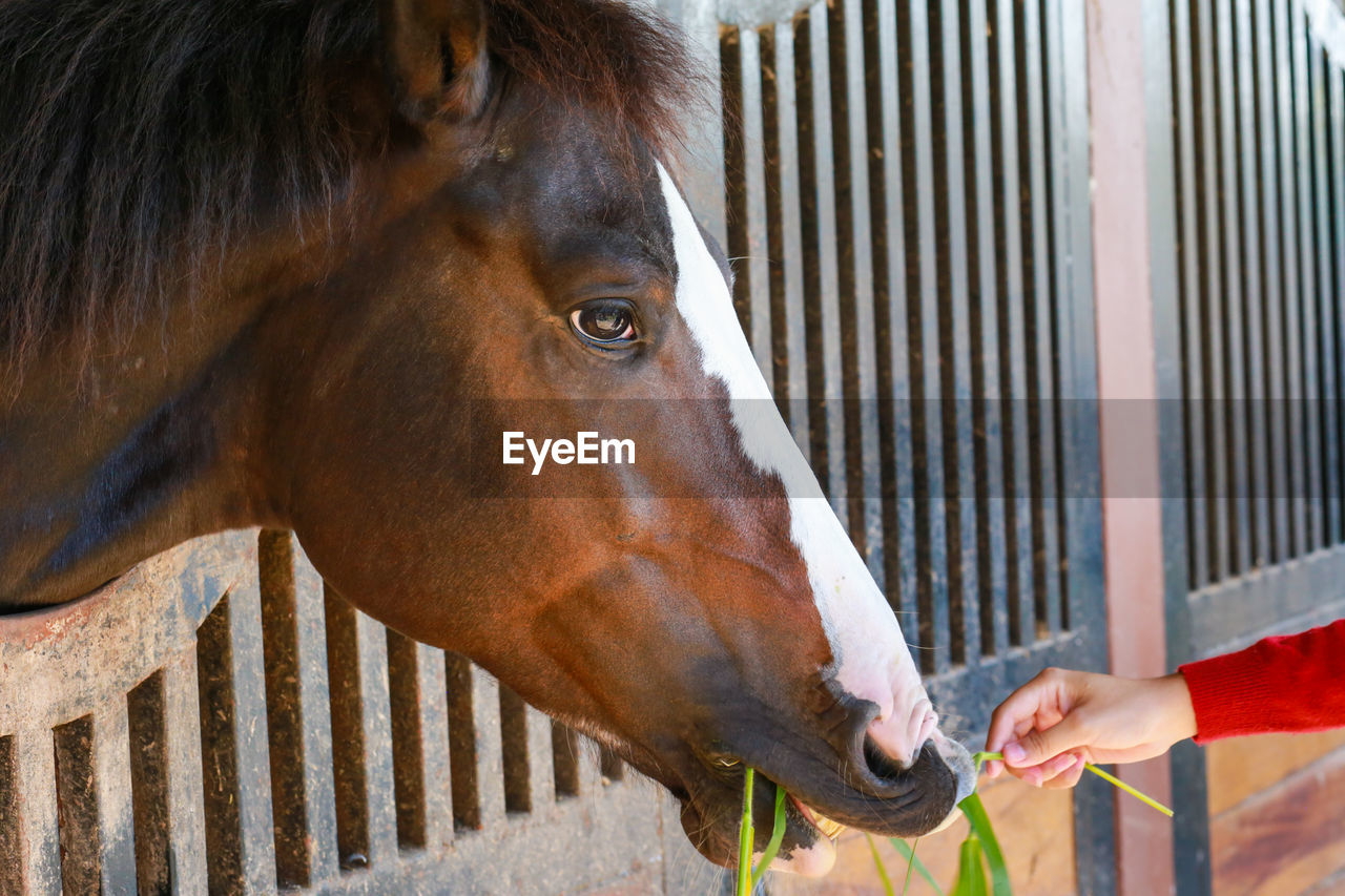 horse, animal, animal themes, mammal, domestic animals, one animal, animal wildlife, pet, livestock, stallion, mane, mare, one person, day, hand, animal body part, fence, halter, close-up, mustang horse, animal head, standing, herbivorous, outdoors, nature, adult, brown, side view, touching, farm