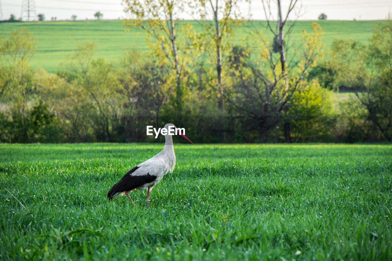 BIRD IN A FIELD