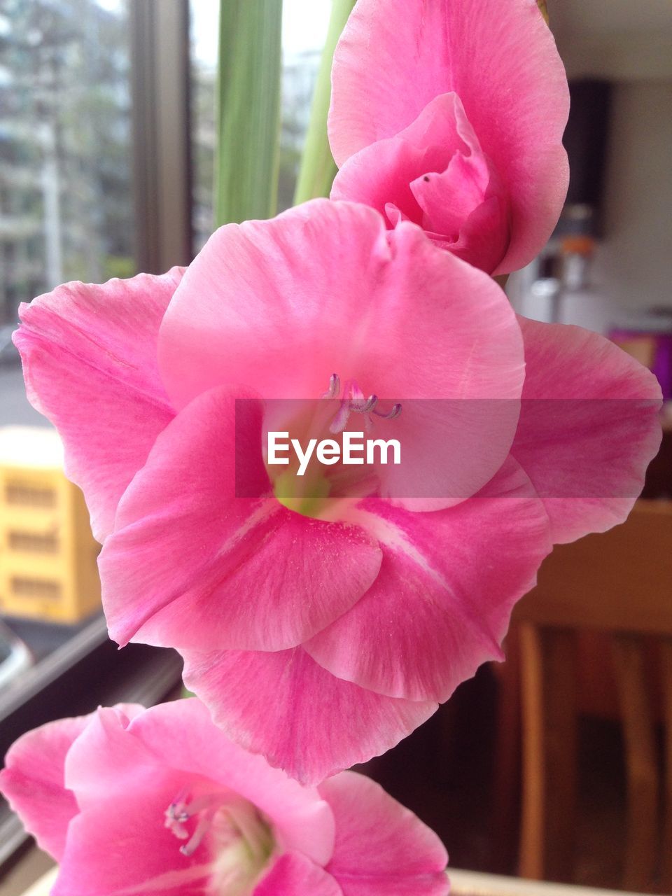 CLOSE-UP OF PINK ORCHID FLOWER