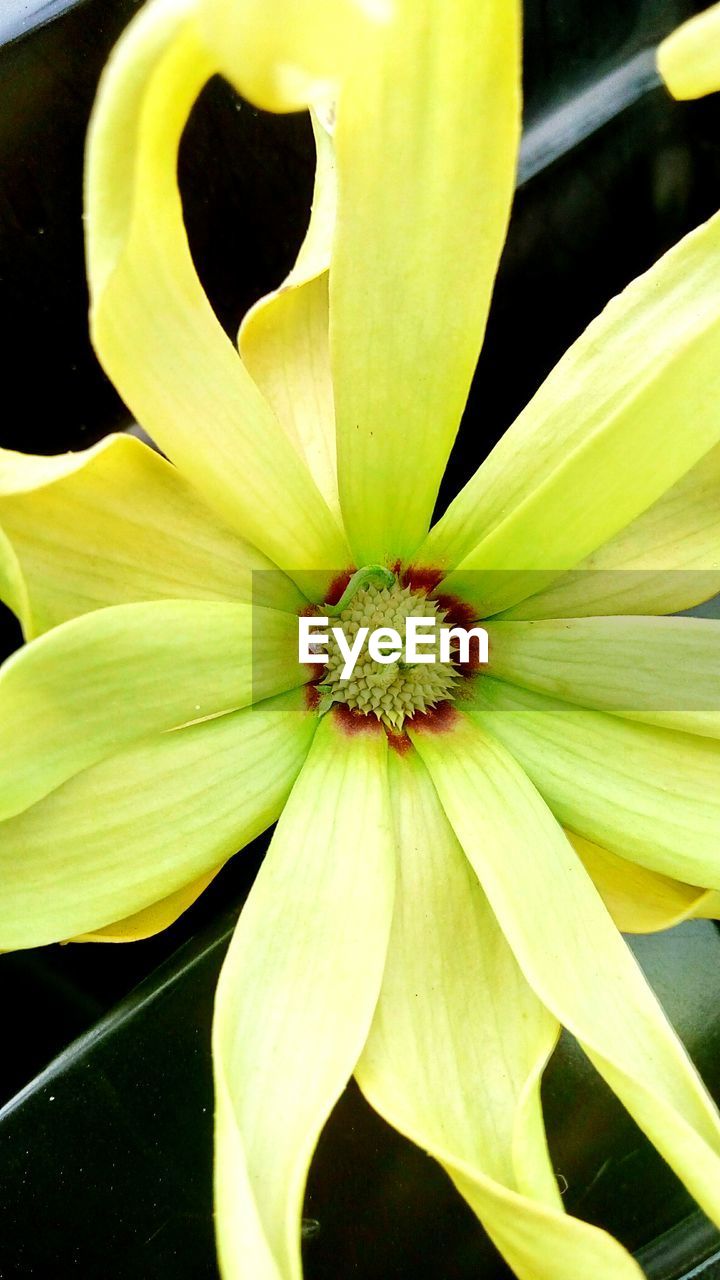 CLOSE-UP OF YELLOW FLOWER