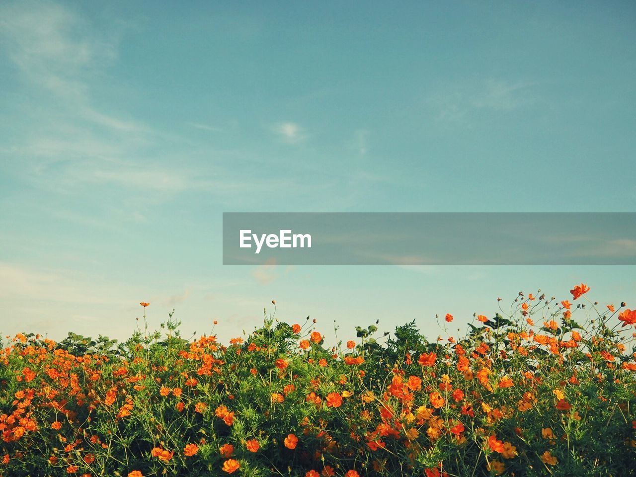 Scenic view of flowering plants on field against sky