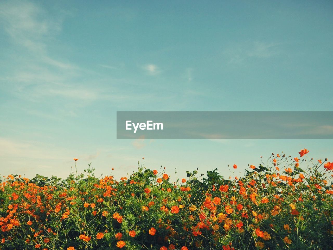 Scenic view of flowering plants on field against sky