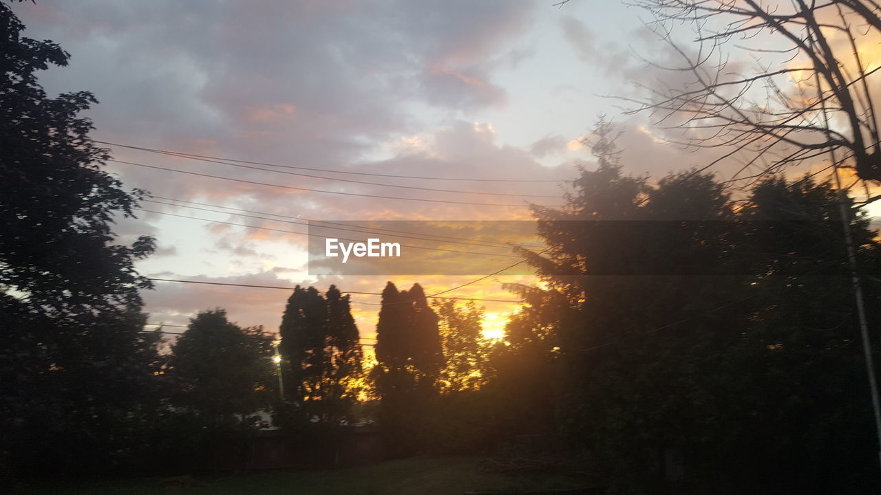 TREES AGAINST SKY DURING SUNSET