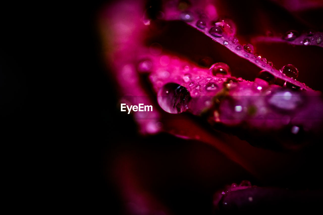 Close-up of water drops on pink flower