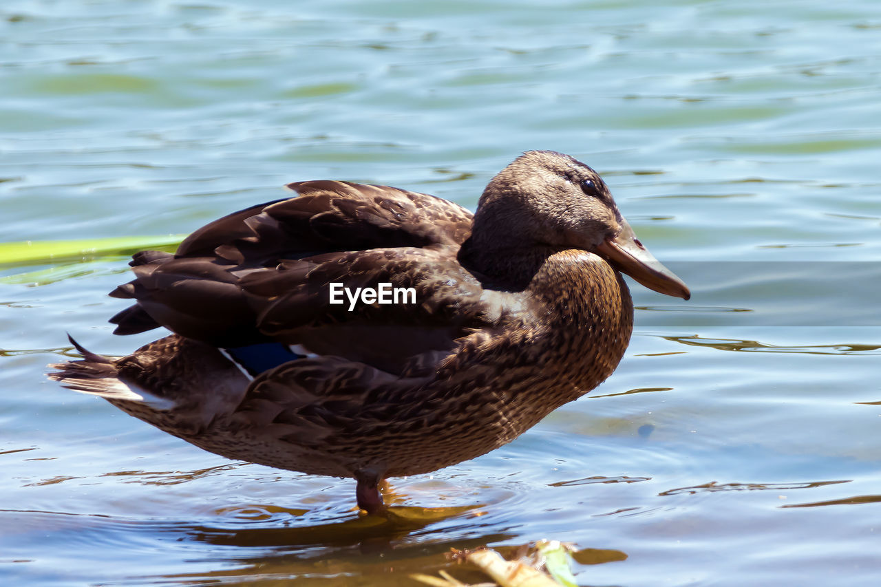 CLOSE-UP OF MALLARD DUCK SWIMMING IN LAKE