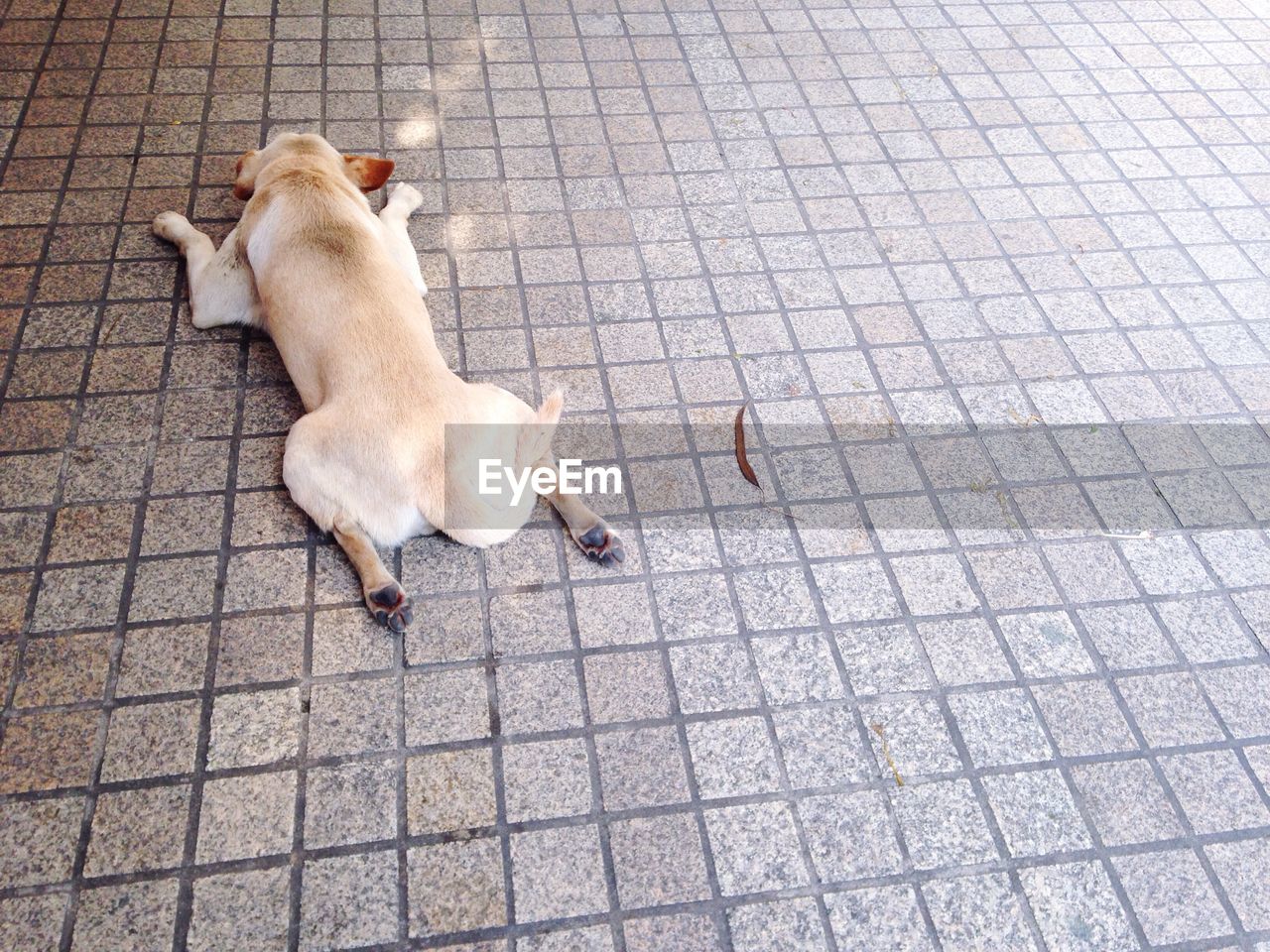 High angle view of dog on sidewalk