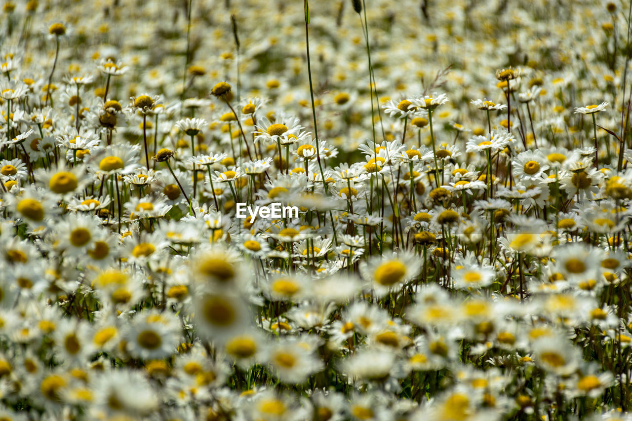 White daisy flower background, background wallpaper, field with daisies, summer time