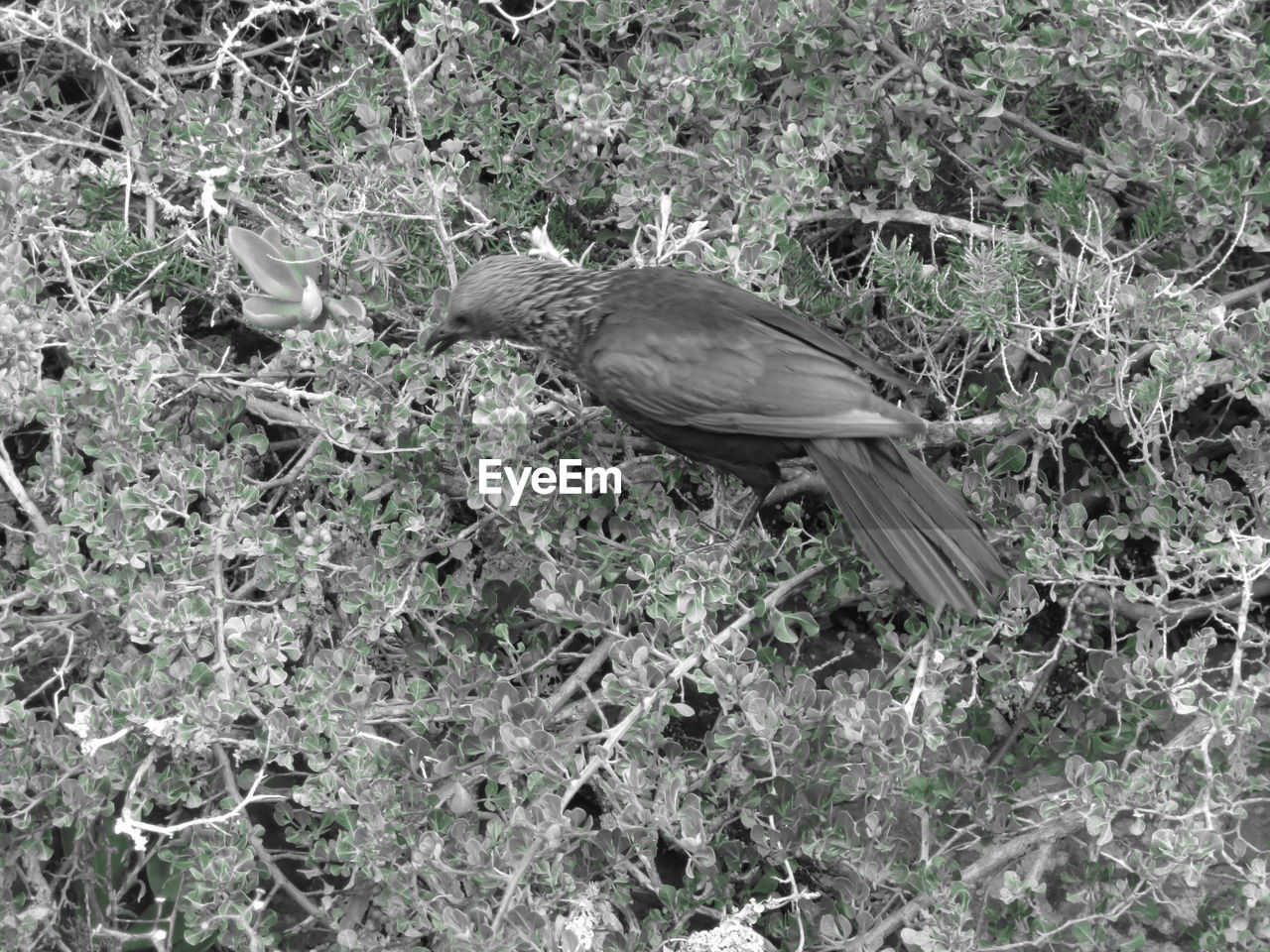 CLOSE-UP OF SPARROW PERCHING ON TREE