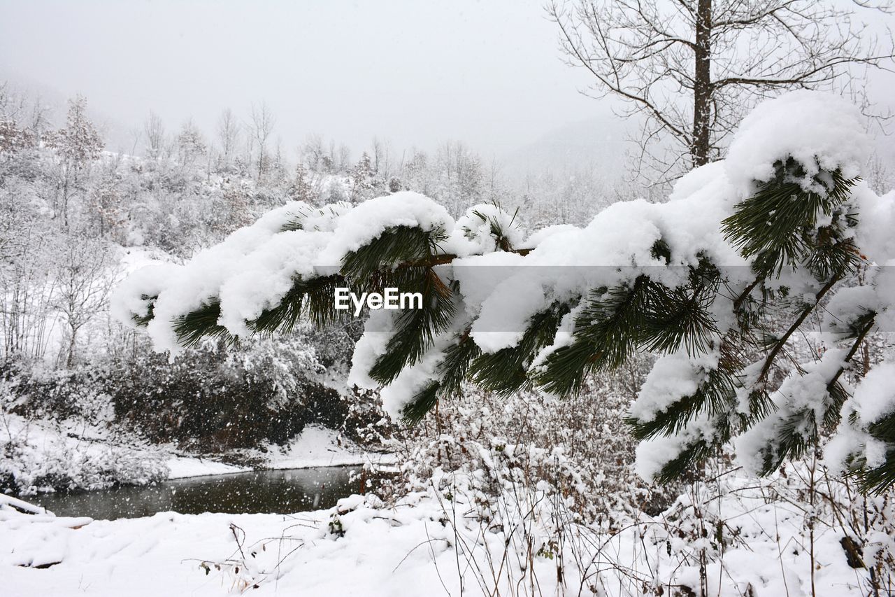 SNOW ON TREE DURING WINTER