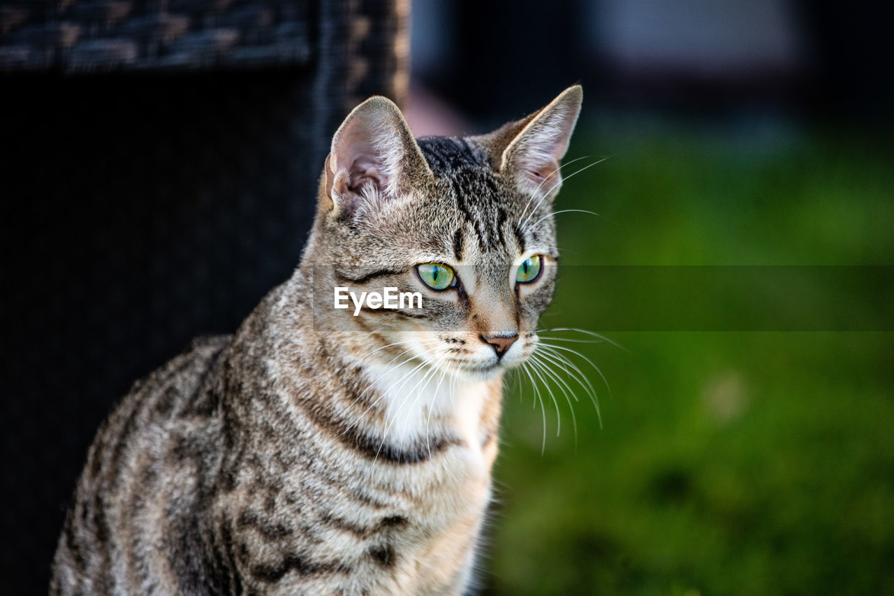 PORTRAIT OF TABBY CAT