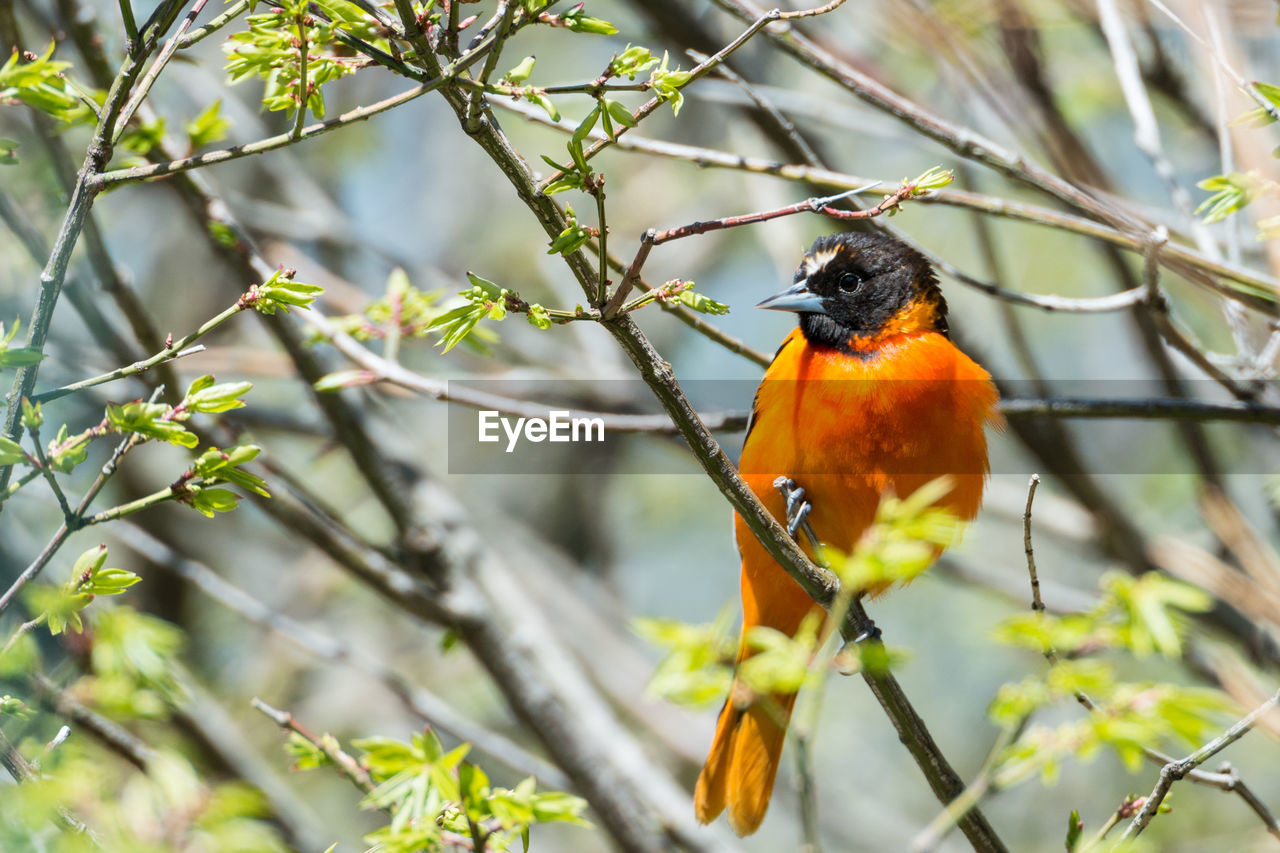 Bird perching on branch