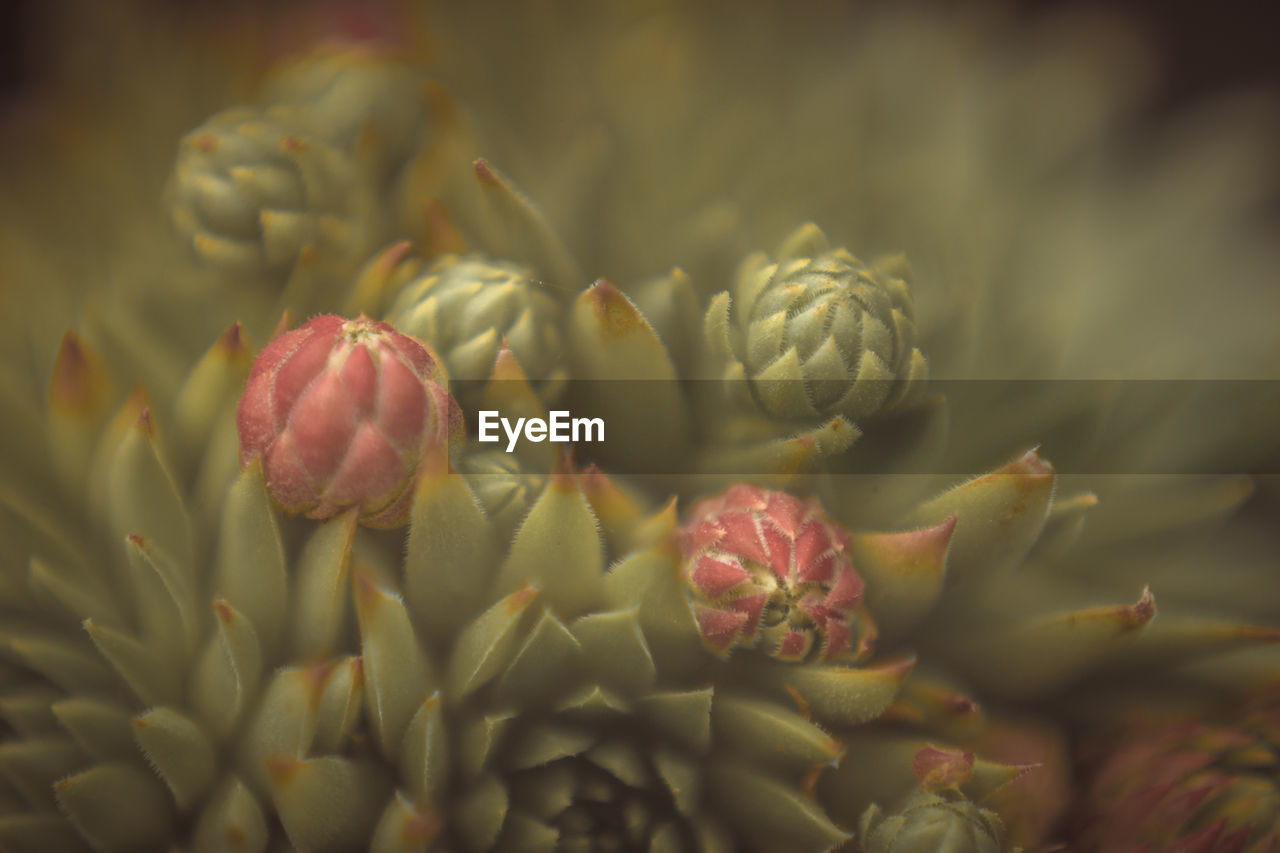 CLOSE-UP OF FRESH RED FLOWER BUDS