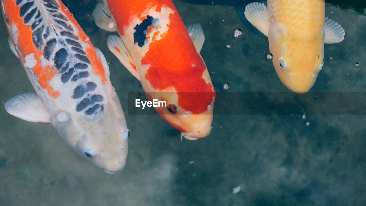 CLOSE-UP OF KOI CARPS SWIMMING IN SEA