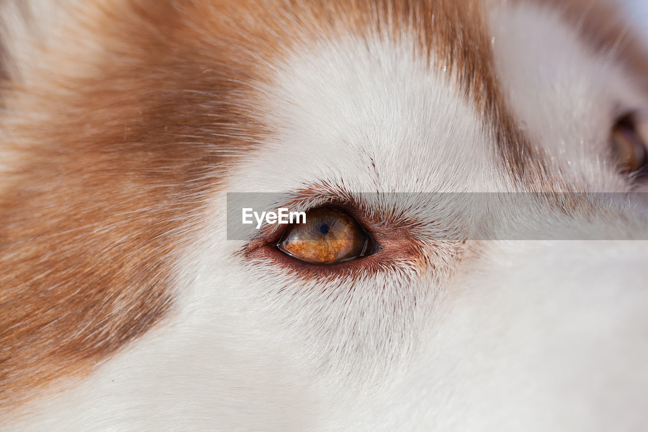 CLOSE-UP OF WHITE CAT