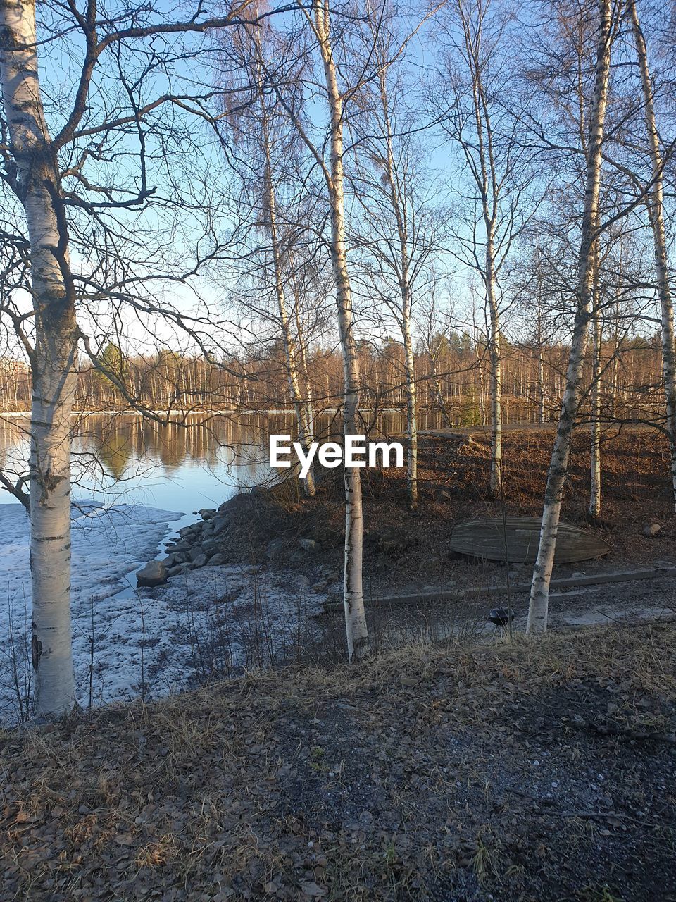 BARE TREES IN LAKE AGAINST SKY