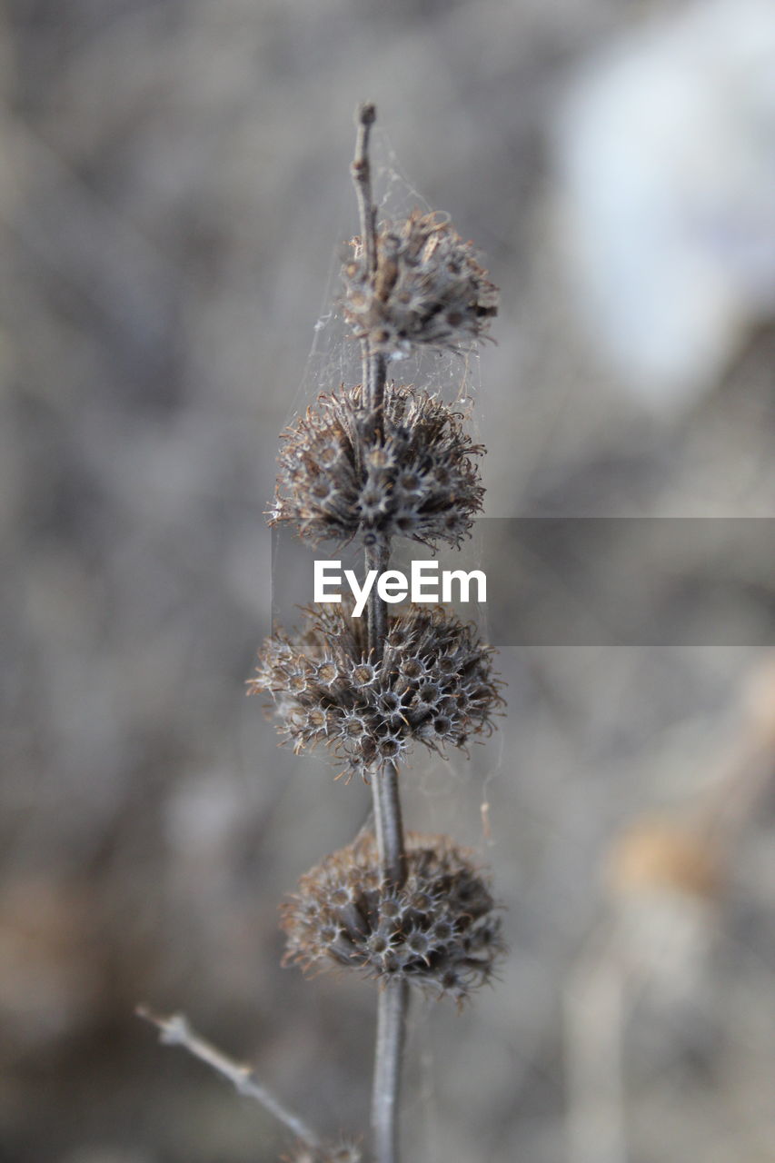 Close-up of spider web on plant