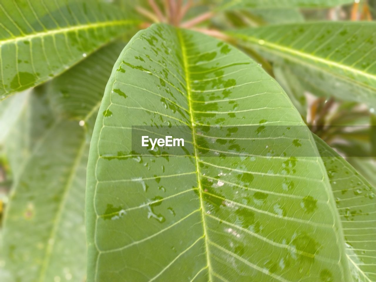 Close-up of green leaves