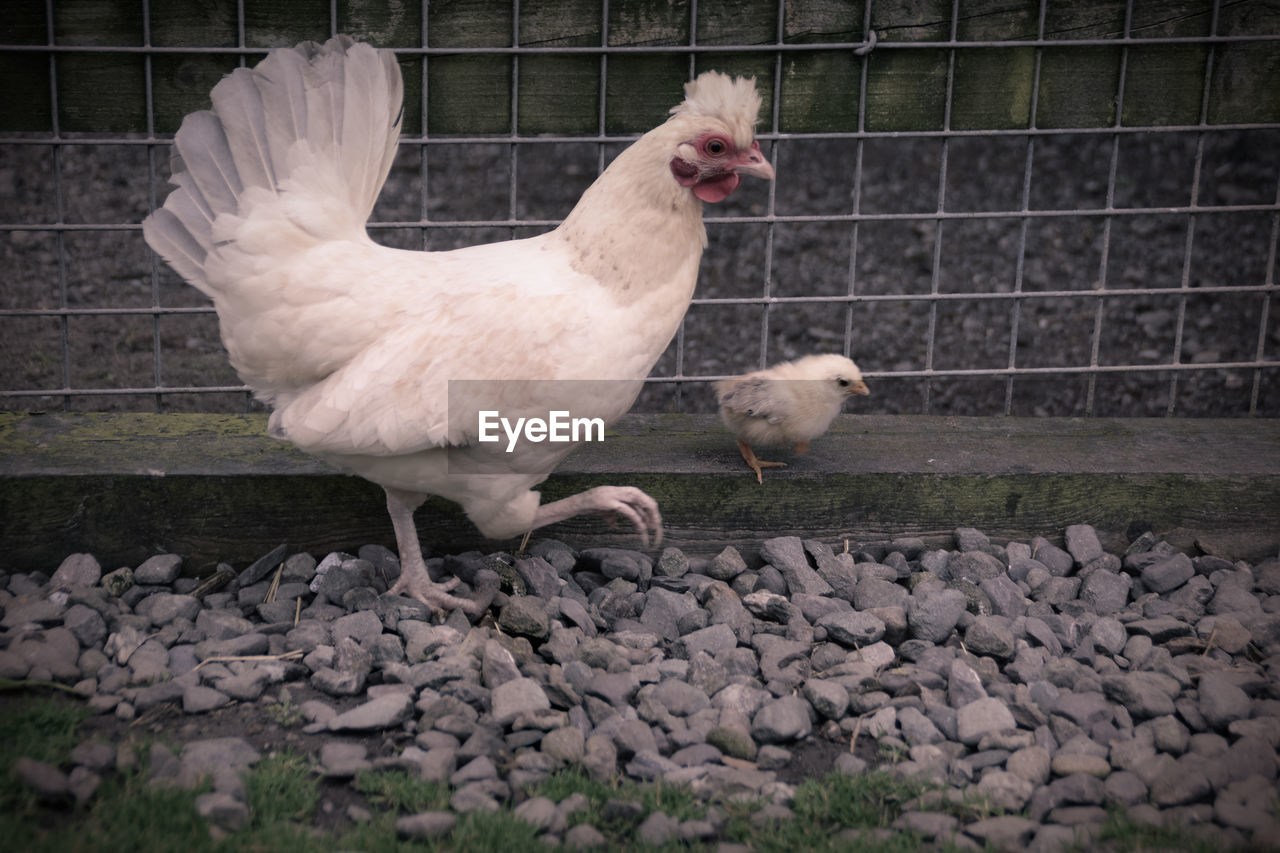 Hen with baby chicken on stones by fence