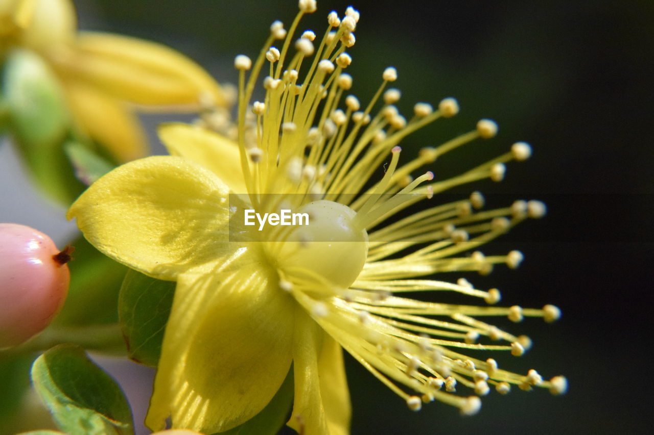 CLOSE-UP OF YELLOW FLOWER