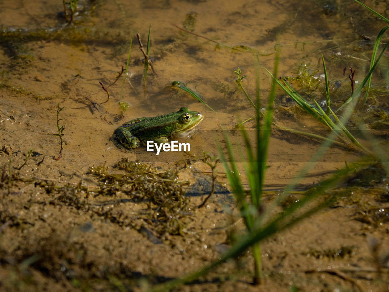 CLOSE-UP OF FROG ON LAND IN WATER