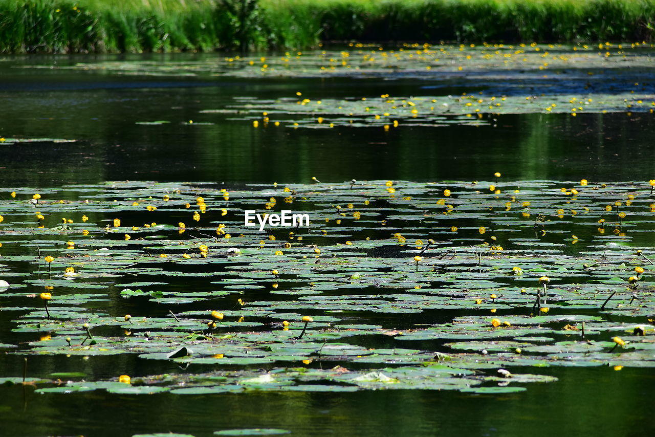 VIEW OF LOTUS WATER LILY