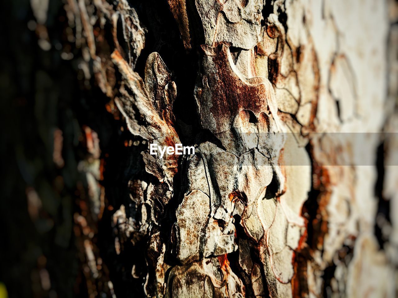 CLOSE-UP OF TREE TRUNK OUTDOORS