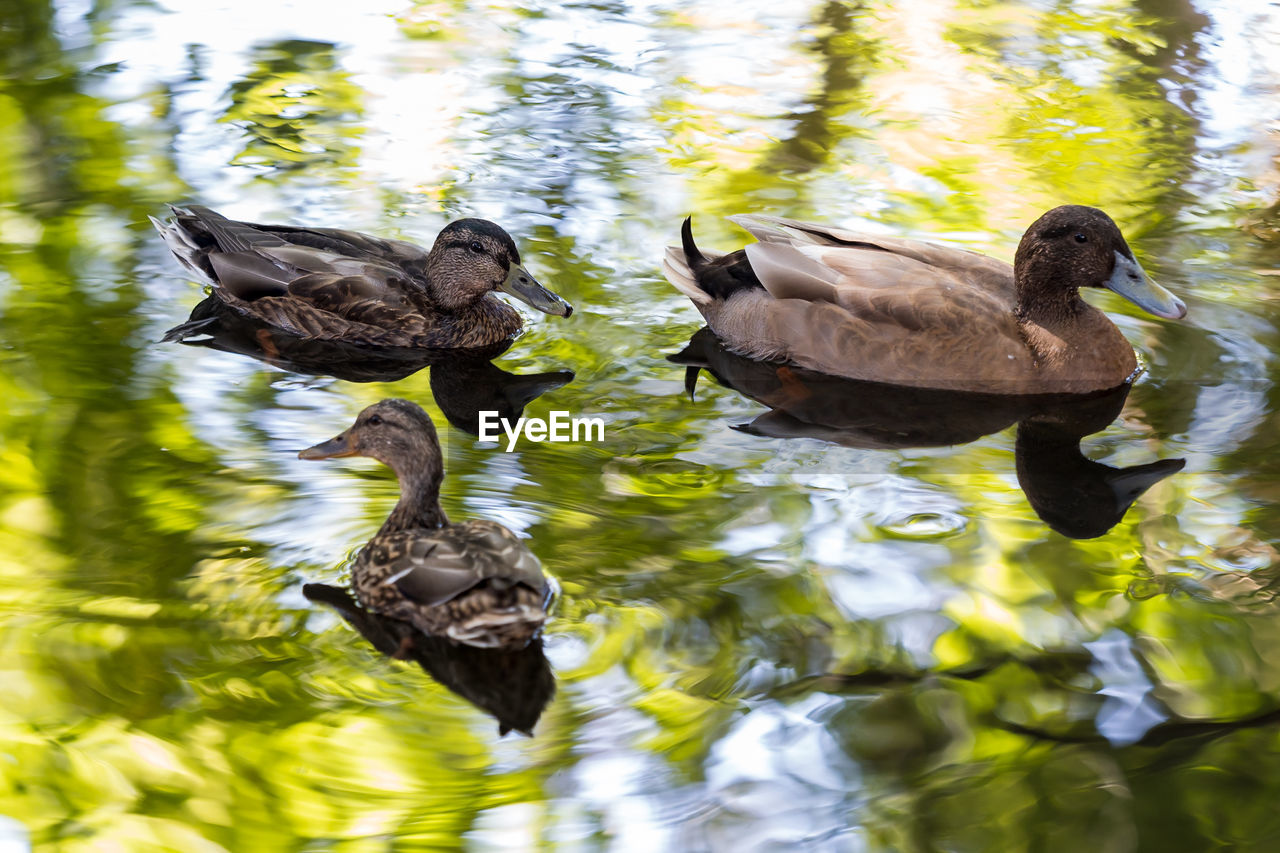 Duck swimming on lake