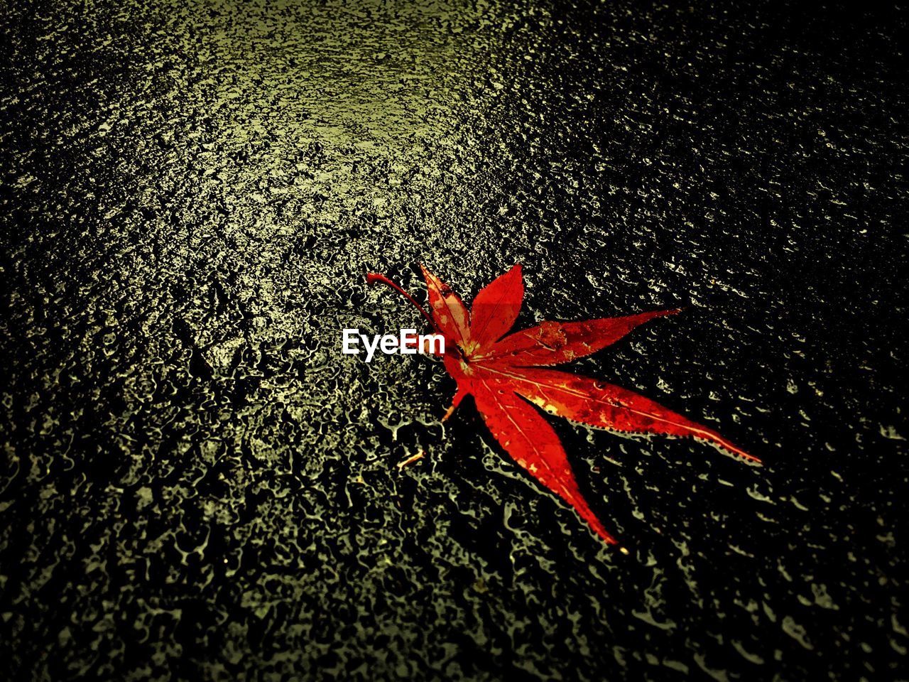 Close-up of wet autumn leaf on street