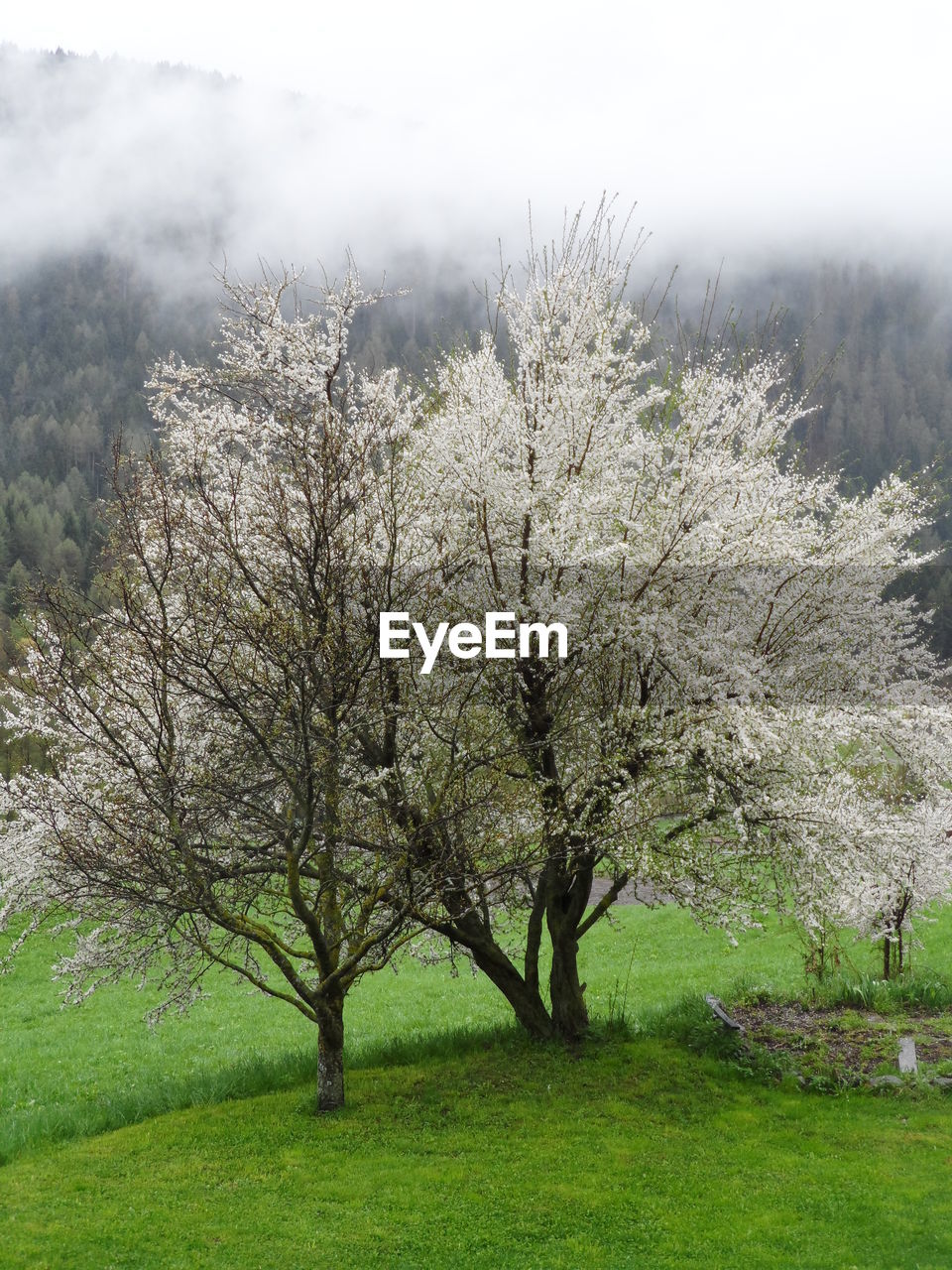 VIEW OF FLOWER TREE