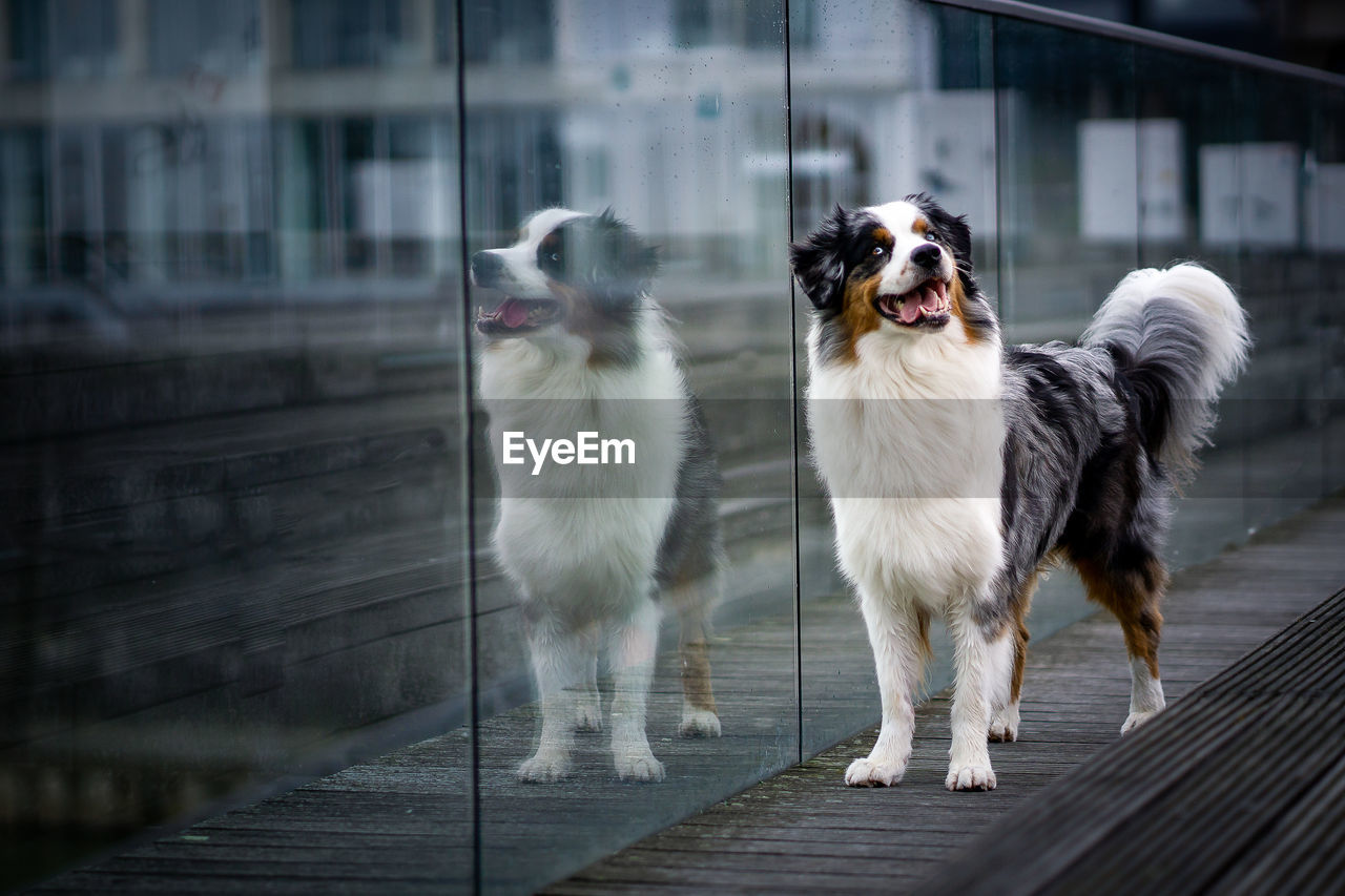 Portrait of dogs standing outdoors