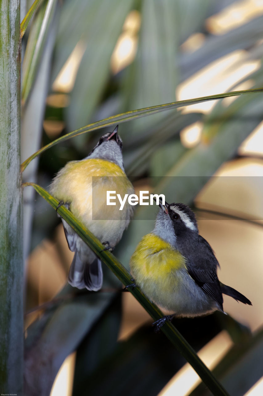 Close-up of birds perching on plant