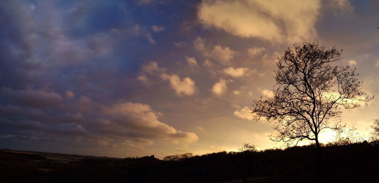 View of tree at sunset