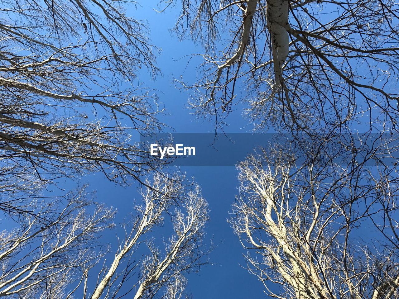 LOW ANGLE VIEW OF TREES AGAINST BLUE SKY