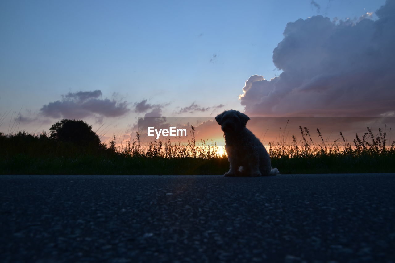 DOG SITTING ON ROAD AGAINST SUNSET SKY