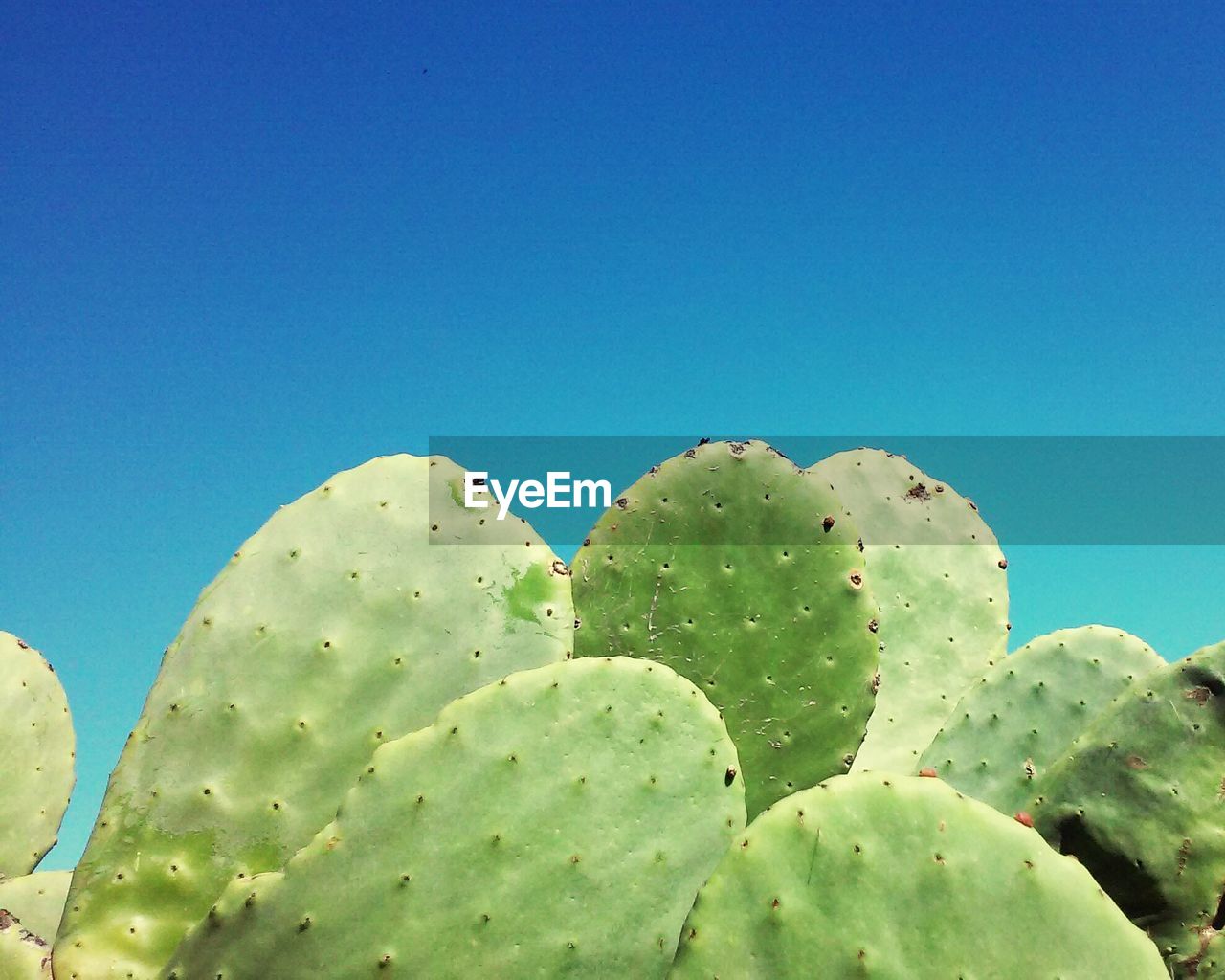 Low angle view of cactus growing against clear blue sky