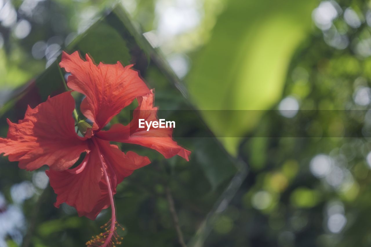plant, flower, flowering plant, freshness, beauty in nature, petal, fragility, leaf, flower head, inflorescence, close-up, blossom, nature, hibiscus, growth, macro photography, red, green, focus on foreground, botany, outdoors, no people, springtime, plant part, shrub, day, pollen, wildflower
