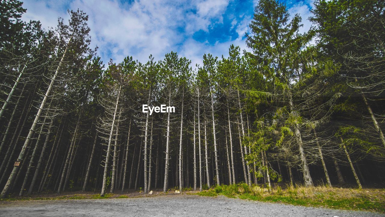 Low angle view of trees in forest against sky