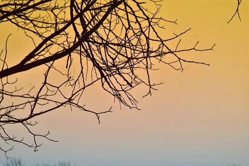 LOW ANGLE VIEW OF BARE TREES AT SUNSET