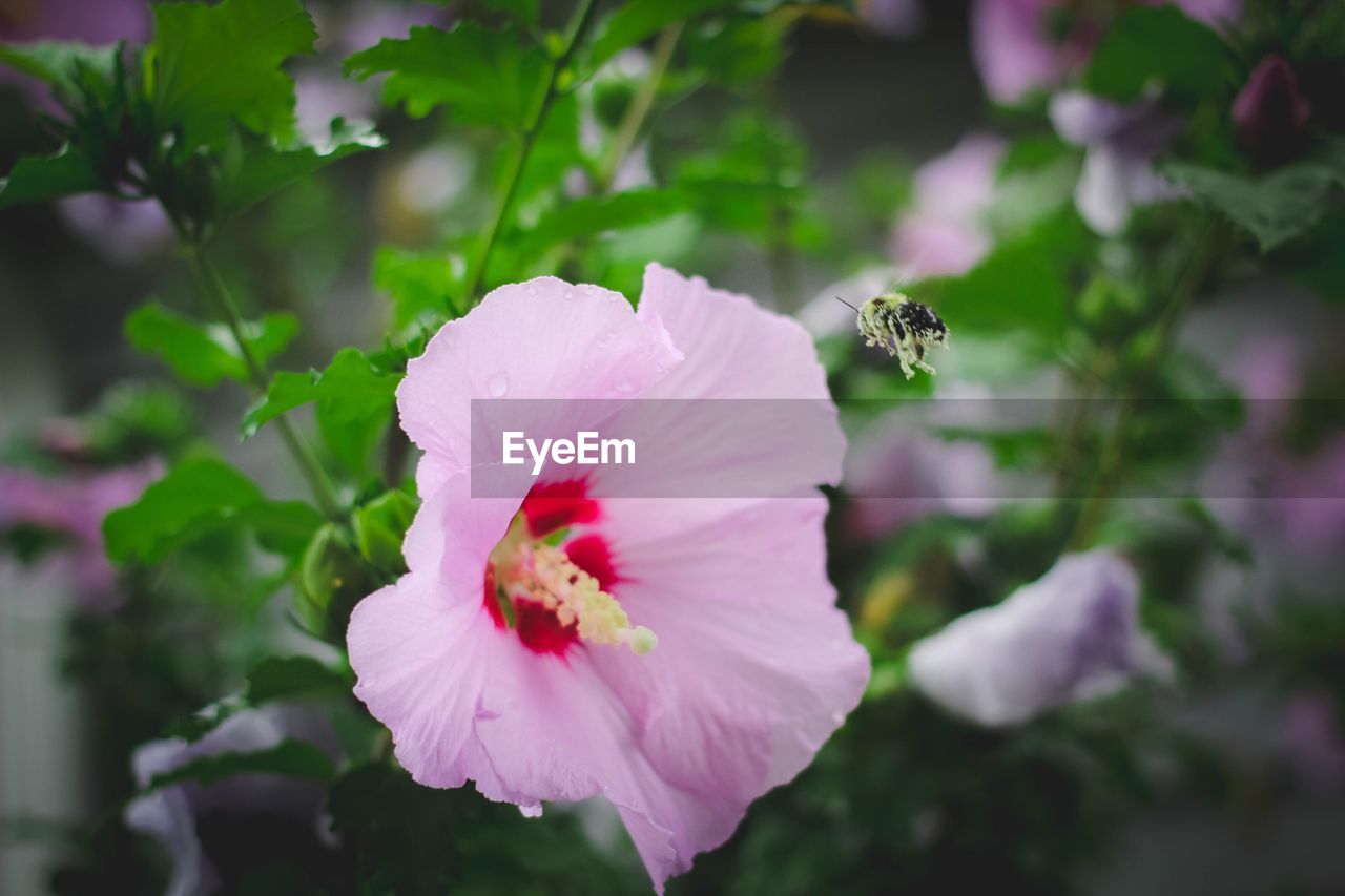 CLOSE-UP OF PINK HIBISCUS FLOWER